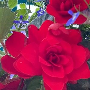 Meet your Posher, Amethyst